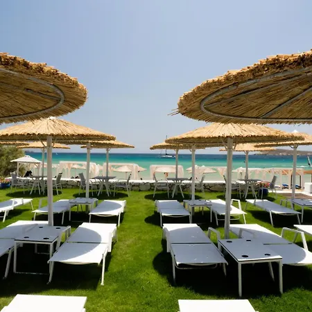 Amaryllis Chrisi Akti (Paros)